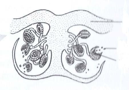(7) 3.3.6 Organisms in the plant B group have rhizoids discuss the function of these structures. (1) 3.3.7 Name the group of plants that enclose their seeds in an ovary.