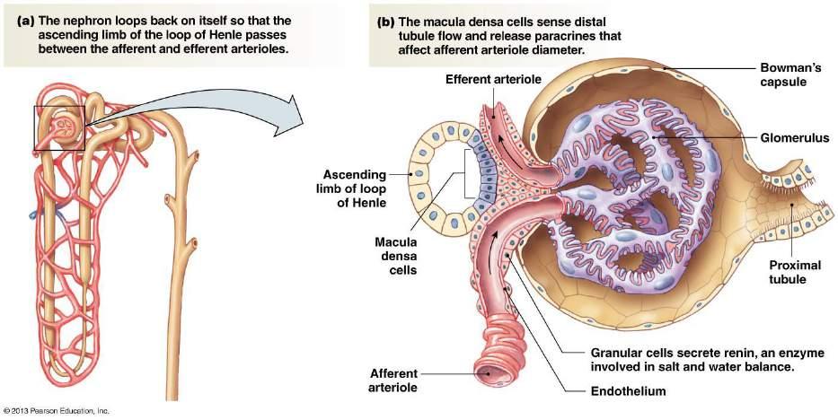 2. Tubuloglomerular Feedback - The pathway in which fluid flows through the tubule influences