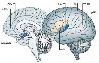 A current model of the social brain (until further notice) mpfc ACC PCC IFG IPS TPJ psts Amygdala AI 11 Key areas of the social are located in the cortex Medial prefrontal cortex (mpfc) interpersonal