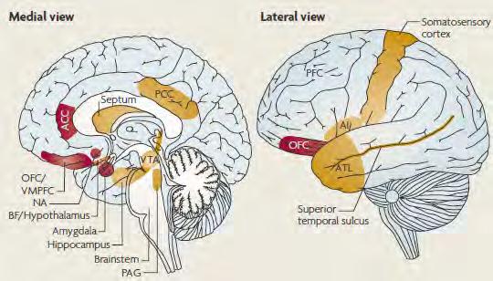 A current model of the emotional brain (until further