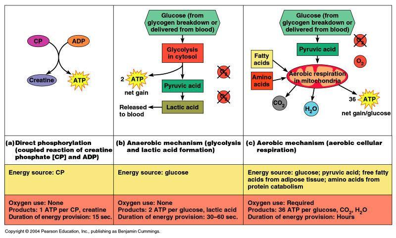 Muscle Metabolism Introduction 1. ATP is necessary for muscle contraction a.