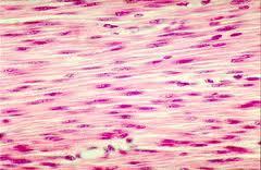What type of tissue is this 1. blood 2. epithelium 3.
