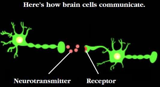 How does the brain communicate?