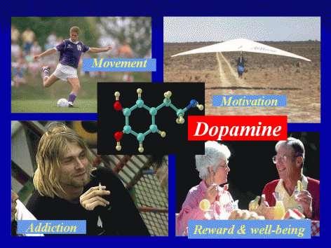 Dopamine is a brain chemical involved in many different