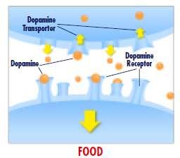 Dopamine increases in response