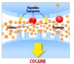 Most drugs of abuse directly or indirectly target the brain s reward and pleasure system by flooding the circuit with dopamine.