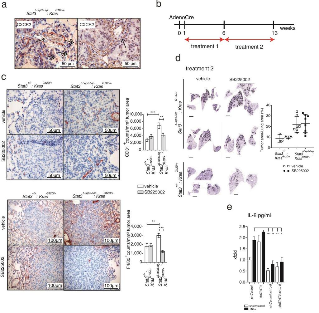 Supplementary Figure 5: CXCL1 inhibiton reverts oncogenic effects of STAT3 ablation (a) Representative pictures of CXCR2 expression analysis by immunohistochemistry in Stat3 Lep/ Lep : Kras G12D/+