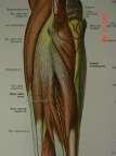 Lateral Epicondylitis Tennis elbow