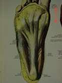 Lateral soft spot Heel Spurs Plantar fasciatis