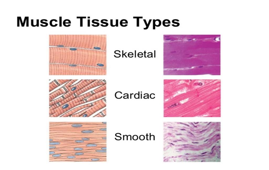 2-Cardiac muscle The cardiac muscle like skeletal muscle but differ from it as follow 1- The cardiac muscle fiber is shorter than skeletal muscle fiber 2- They are branched muscle 3- The have certain