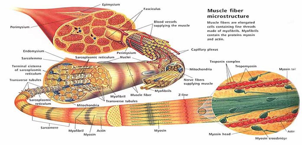 Classification of skeletal muscle They are four types of skeletal muscles:- 1-Strap M. : the muscle fibers arranged parallel to each other along the entire length of the muscle e.g zygomaticus.
