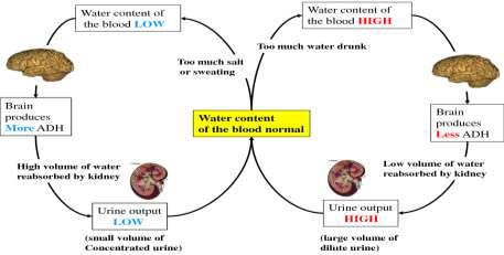 Control of Volume of Urine Produced ADH = Anti-diuretic Hormone is produced by the Pituitary Gland.