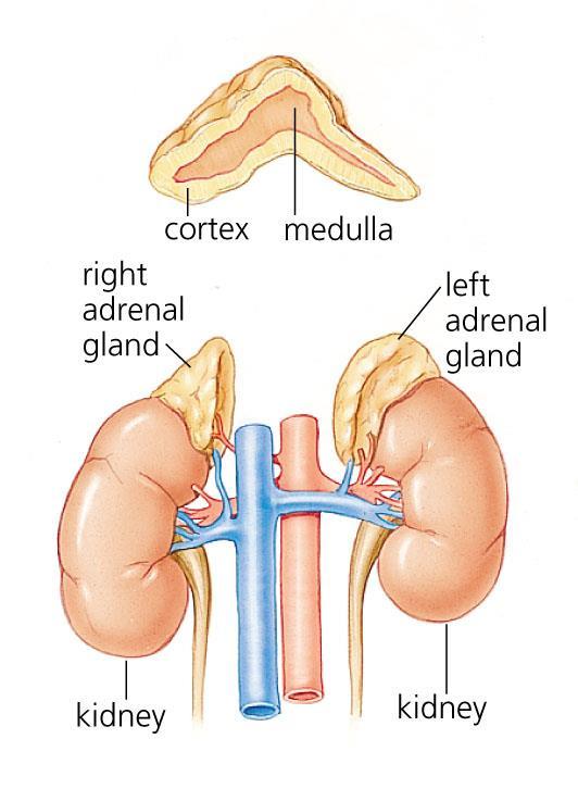 Aldosterone is produced and secreted by the Adrenal