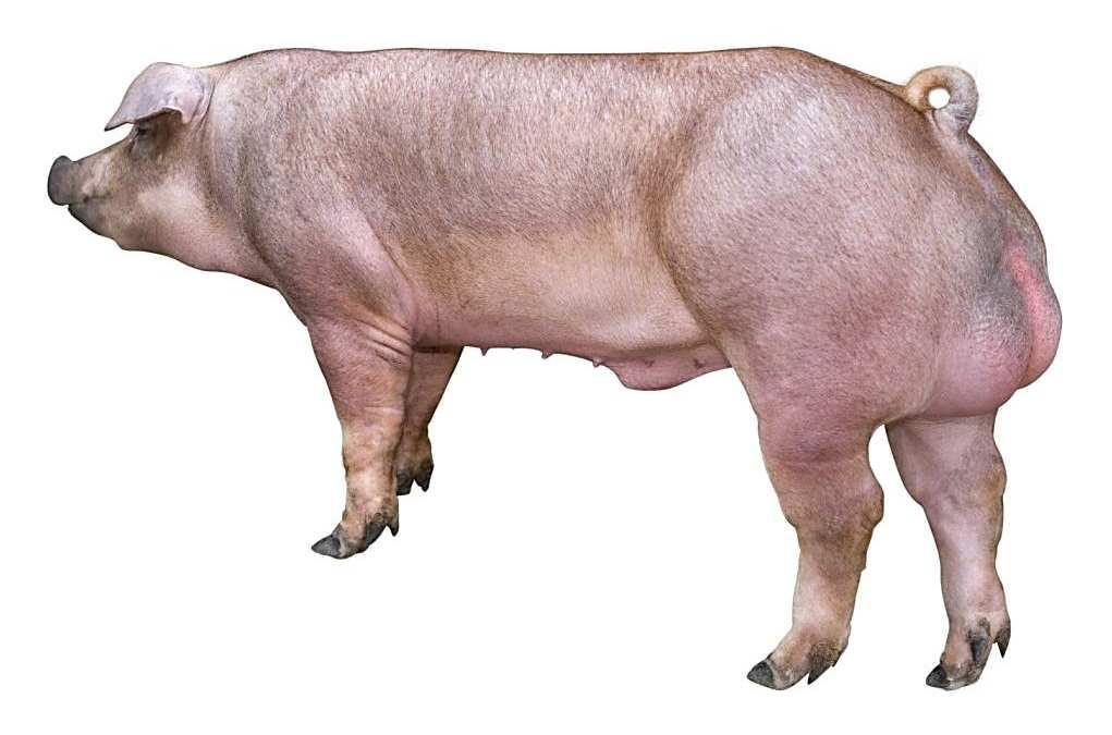 3. Typology, characteristics of Talent Talent boar is known as the TOPIGS D-line. The Talent boar combines high carcass and meat quality with high feed efficiency.