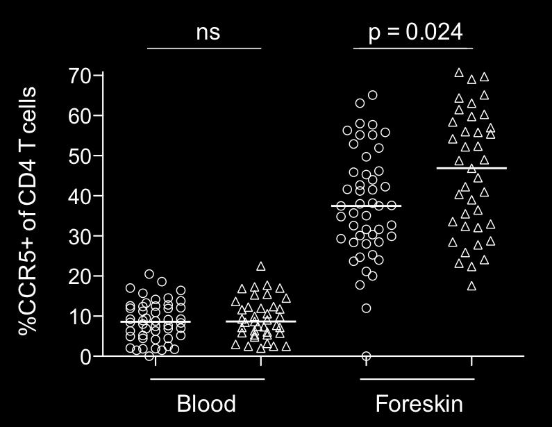 cells Blood Foreskin