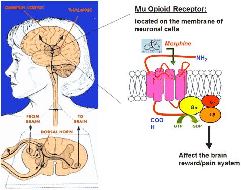 Mu-opioid receptor agonist 1 Brain, spinal cord, smooth muscle Analgesia, sedation, respiratory depression, euphoria Estimated potency of 80 to 100 times that of morphine 2 Fentanyl: Overview A
