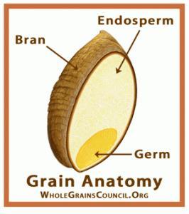 THE BRAN The bran is the multi-layered outer skin of the edible kernel. It contains important antioxidants, B vitamins and fiber.