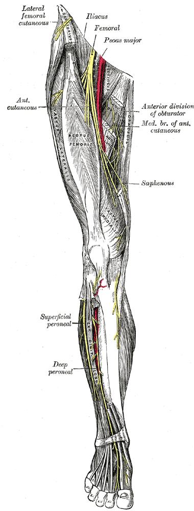 INTRODUCTION As a purely sensory nerve the saphenous nerve innervates the medial side of the lower leg and foot; albeit with significant inter-patient variability.