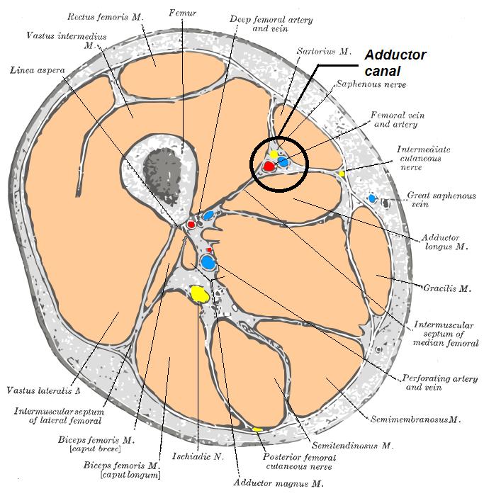 The canal is roughly triangular in cross section and is bounded by three muscles: quadriceps anterolaterally (specifically vastusmedialis), sartorius medially and adductor magnus posteriorly.