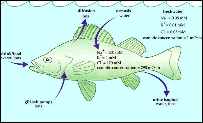 To overcome this it shows absorption of salt through epithelial cells of the gills.