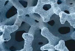 > Porous cellular construct