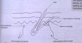 39) Which part of the brain co-ordinates the information labeled in the diagram?
