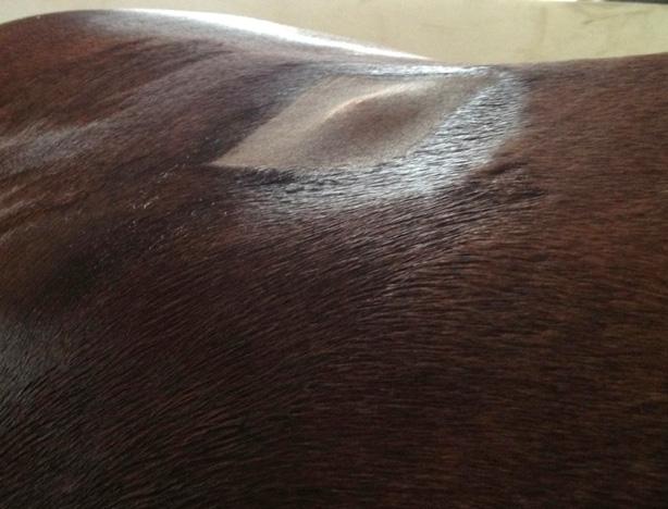 A case of giant cell tumour of soft parts in a horse Francesco Cian 1, Sarah Whiteoak 2, Jennifer Stewart 1 1 Animal Health Trust, Newmarket, UK 2 608 Equine and Farm Vets, Rowington, UK Signalment: