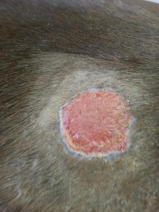 Discussion: Giant cell tumour of soft parts (GCTSP) is a rare neoplasm, reported in several domestic species, including cats and horses.