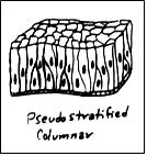 E. PSEUDOSTRATIFIED COLUMNAR - appear "stratified" but really a single layer with nuclei at various levels giving the appearance of layered cells.
