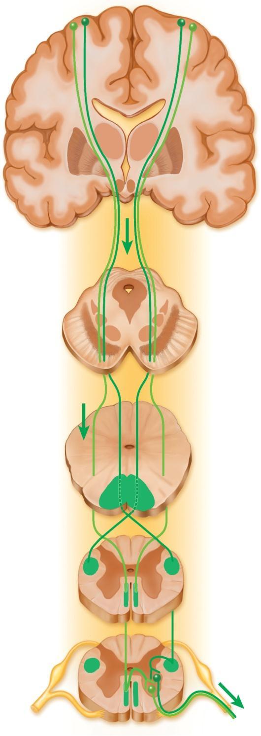 Descending Tracts Descending tracts carry motor signals down the brainstem and spinal cord Involve two neurons Upper motor neuron originates in cerebral cortex or brainstem and terminates on a lower