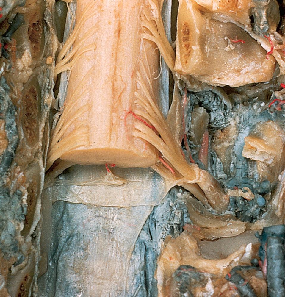 Spinal Nerves Copyright The McGraw-Hill Companies, Inc. Permission required for reproduction or display.