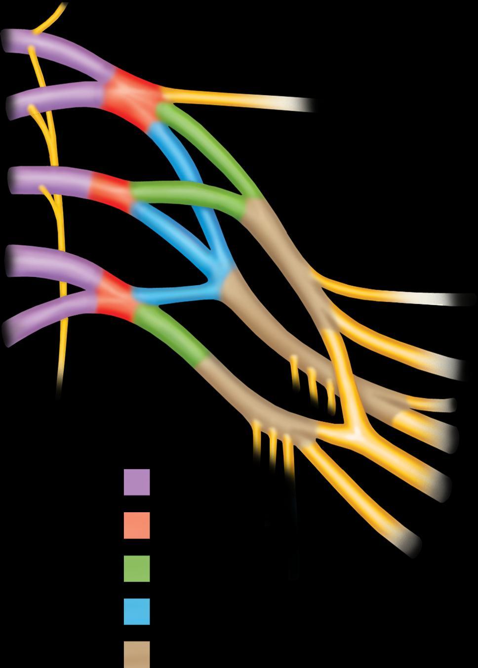 The Brachial Plexus Copyright The McGraw-Hill Companies, Inc. Permission required for reproduction or display.