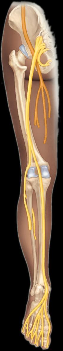 Hip bone Roots Sacrum Anterior divisions Femoral nerve L1