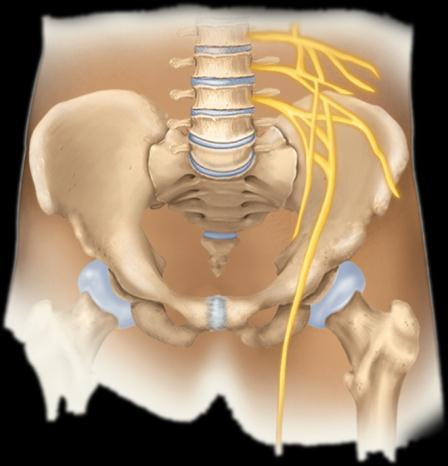 Tibial nerve Obturator nerve Common fibular nerve L4