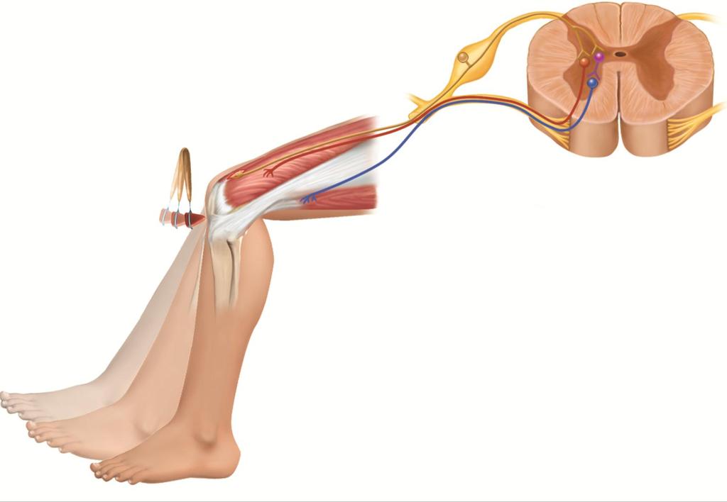 Patellar Tendon Reflex Arc Copyright The McGraw-Hill Companies, Inc. Permission required for reproduction or display.