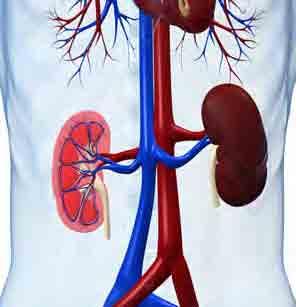 Chronic Kidney Disease How to look after yourself Healthy Kidneys