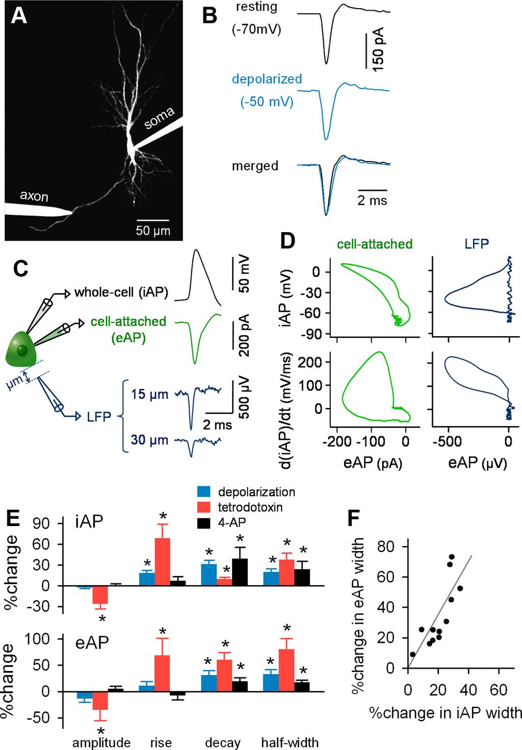Sasaki et al. Axon Topology Influences Somatic Effect J. Neurosci., February 22, 2012 32(8):2868 2876 2873 Figure 4. Cell-attached recording of eaps recapitulates the features of iaps.