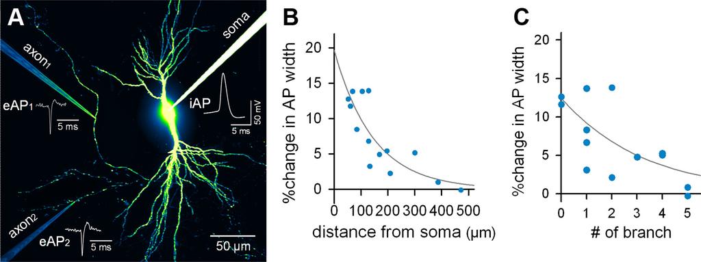 2874 J. Neurosci., February 22, 2012 32(8):2868 2876 Sasaki et al. Axon Topology Influences Somatic Effect Figure 5.