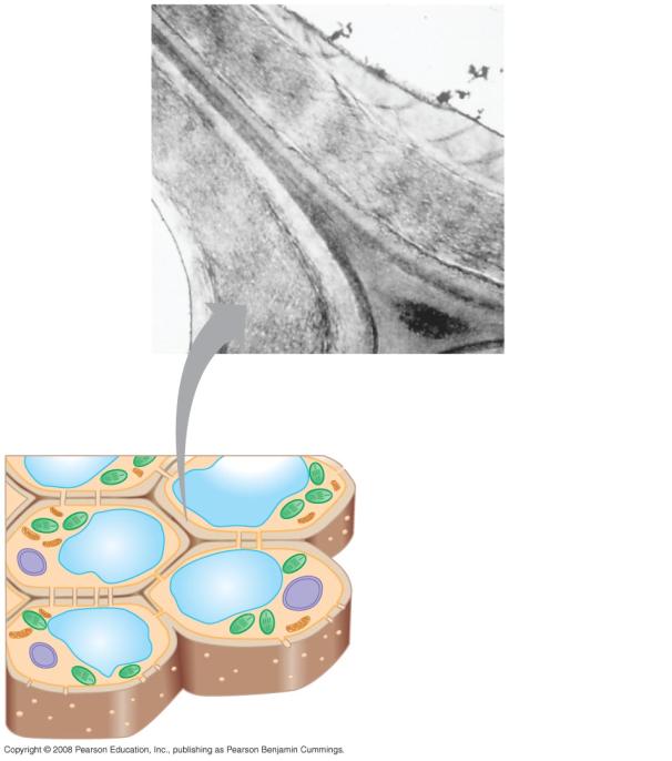 Cell Walls of Plants Cell Walls cell wall extracellular structure that dis3nguishes plant cells from animal cells made of cellulose fibers embedded in other polysaccharides and protein protects the
