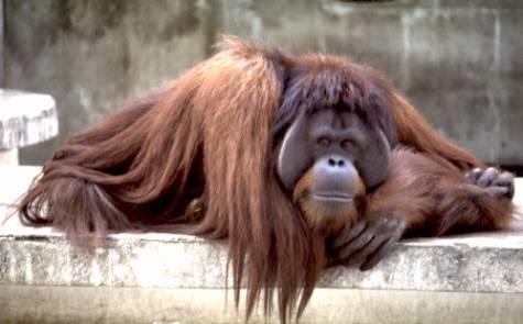 Orangutans sexual dimorfism Are males without exaggerated dimorphic traits less successful