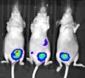 injected into the mammary fat pad of nude mice and luciferase expression in tumour growth was counted.