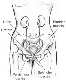 What Is the Bladder? The bladder is a hollow, balloon-like organ made mostly of muscle. It stores urine before it leaves the body through the urethra.