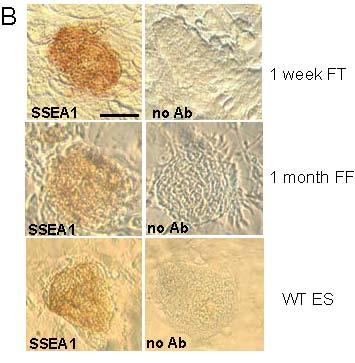 (Oct3/4, Sox2 and Klf4) ips cells from No.