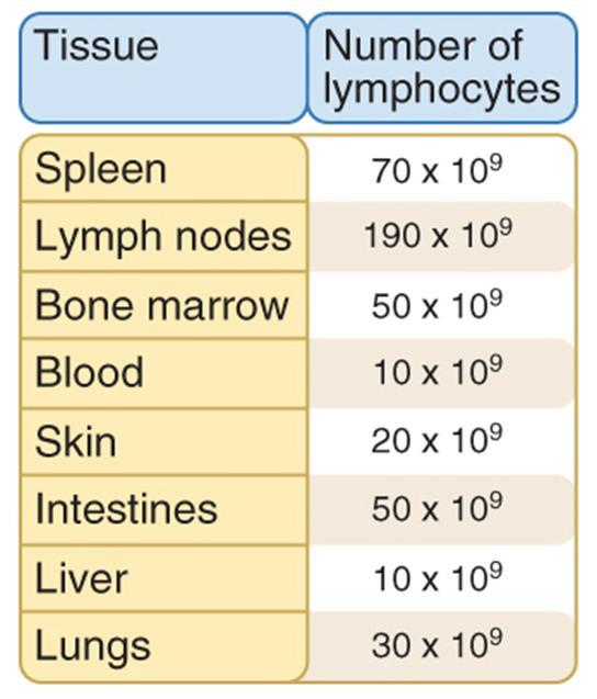 Abbas Figure 1-10. Maturation of lymphocytes.