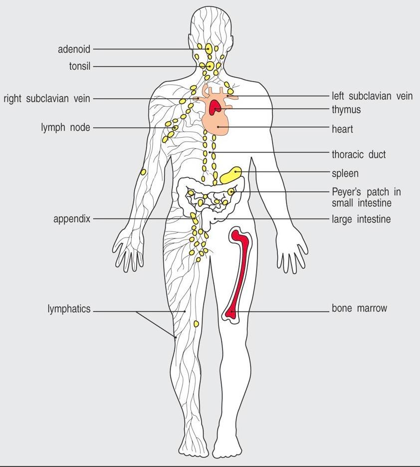 The sites of lymphoid tissues in the body are shown in the figure below.