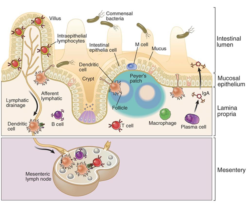 Abbas Fig. 01-16. Mucosal immune system. Schematic diagram of the mucosal immune system uses the small bowel as an example. Many commensal bacteria are present in the lumen.