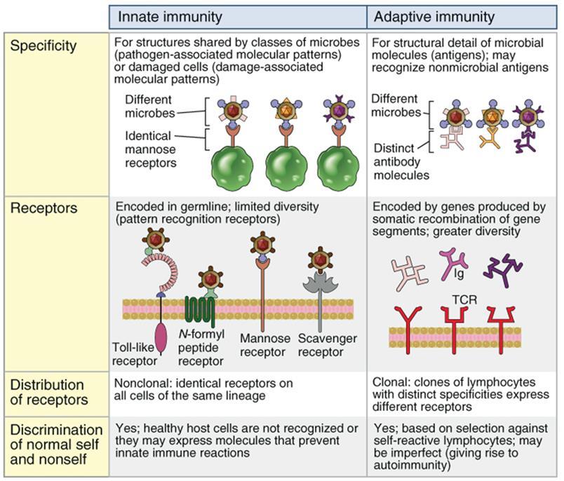 Introduction to Innate Immunity As described in Abbas Fig.