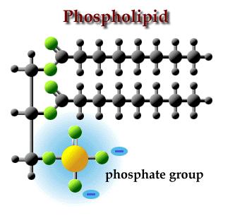 Phosphorus (P) Page 400-401 Functions Bone structure (remember hydroxyapatite - Ca 10 (PO 4 ) 6