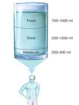 Water Balance p. 376-380 Fluid input: adults need about 8 cups of water a day Beverages (~4 c./day) most beverages are mostly water (99%+) Foods(~4c.