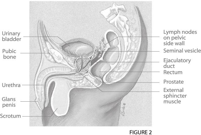 SECTION ONE THE PROSTATE GLAND Figure 1: General